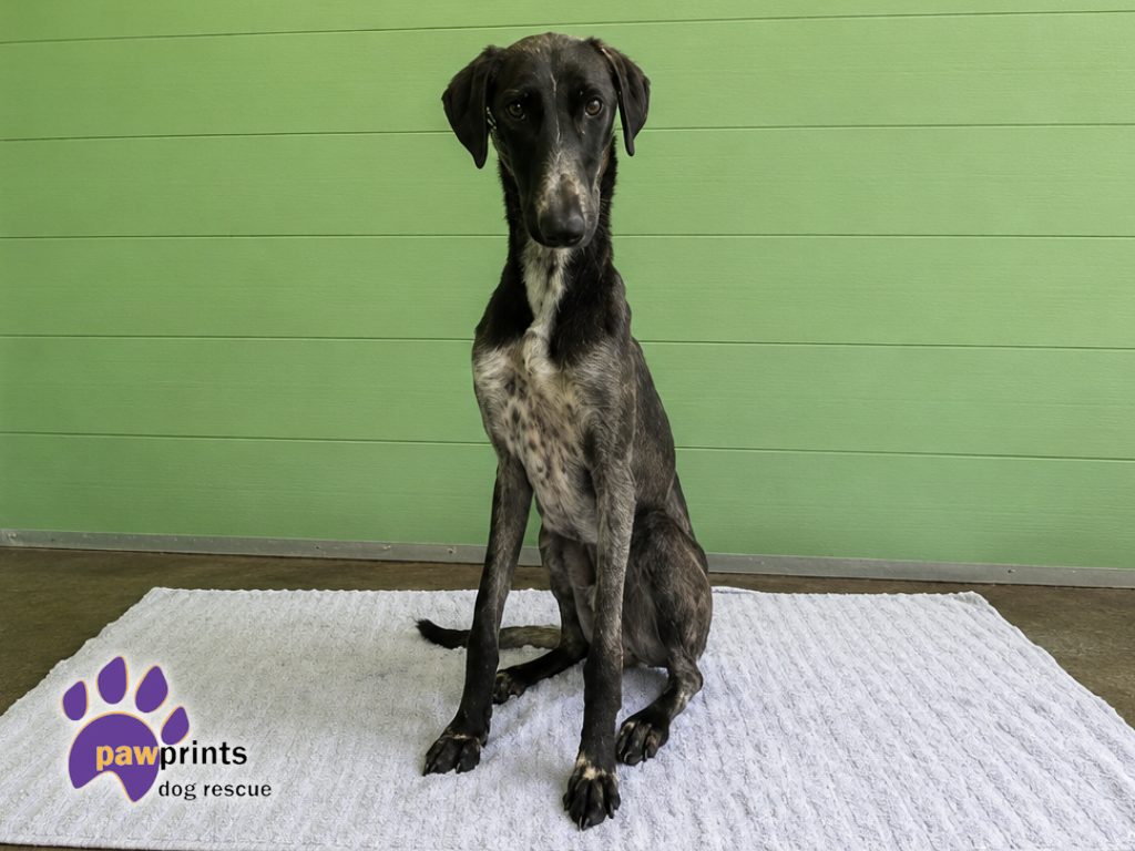 Lovely long legged lurcher Goliath looking for a home 