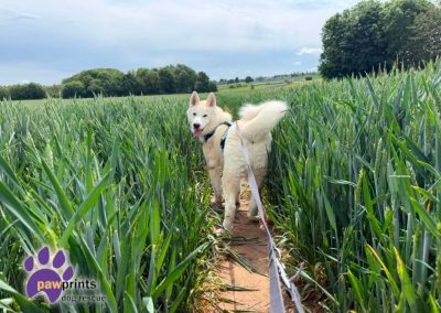 Gregor the white husky playing in the fields