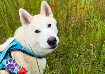Gregor the white husky playing in the fields