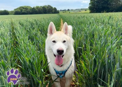 Gregor the white husky playing in the fields