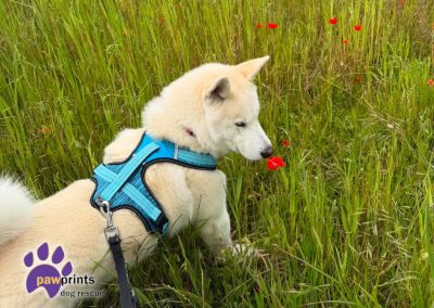 Gregor the white husky playing in the fields