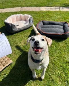 Biscuit adopted