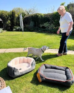 Biscuit adopted