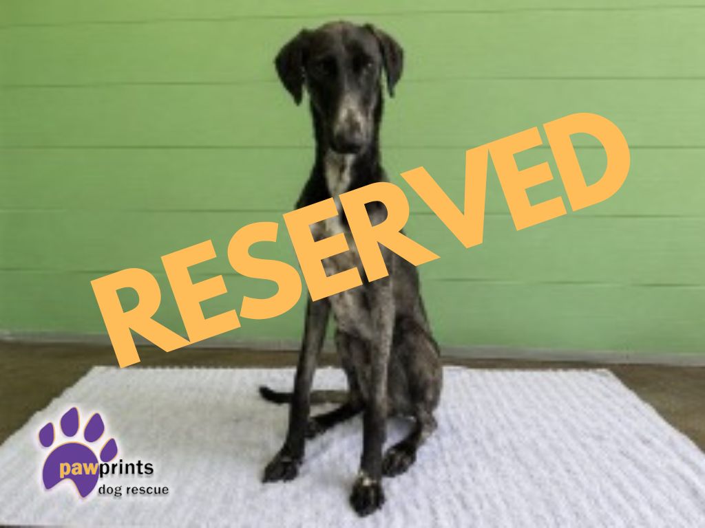 Goliath the male lurcher available for adoption at Pawprints dog rescue