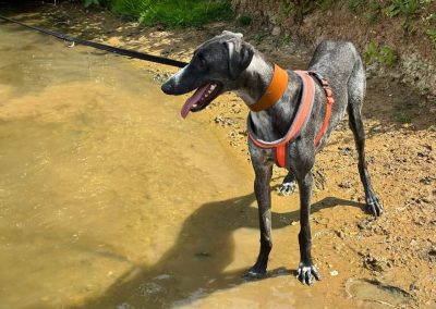 Goliath the lurcher available for adoption at Pawprints Dog rescue in the midlands