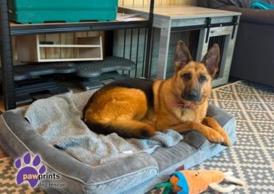 Jojo the petite GSD looks into the camera hoping to be adopted