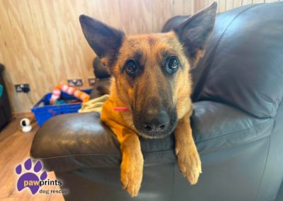 Jojo the petite GSD looks into the camera hoping to be adopted