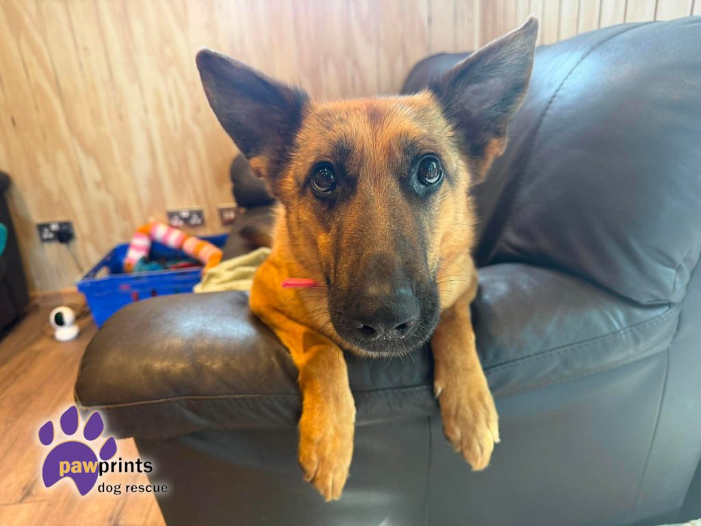 Jojo the petite GSD looks into the camera hoping to be adopted