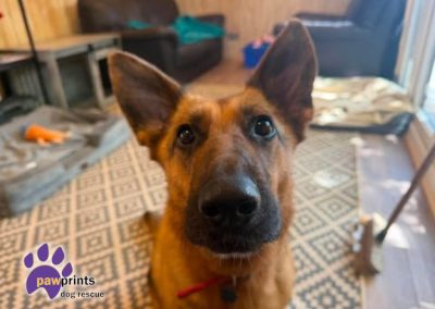 Jojo the petite GSD looks into the camera hoping to be adopted