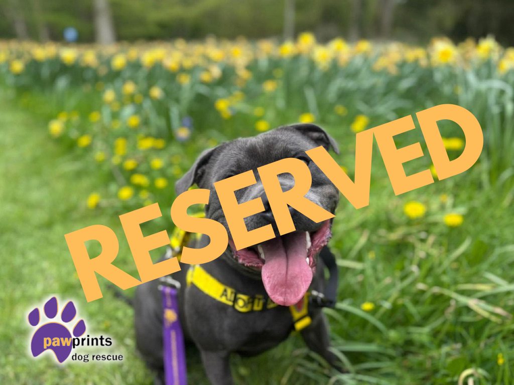 Kevin the blue staffie has been reserved