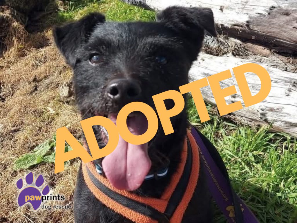 Moss the black patterdale adopted