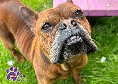 Barbara is a Chongquig - a chinese bulldog looking for a forever home