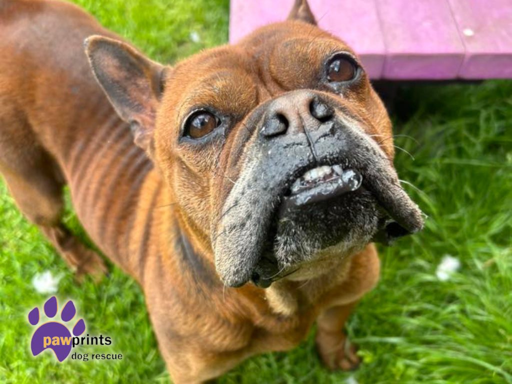Barbara is a Chongquig - a chinese bulldog looking for a forever home