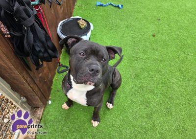 Billy staffie cross looking for his forever home