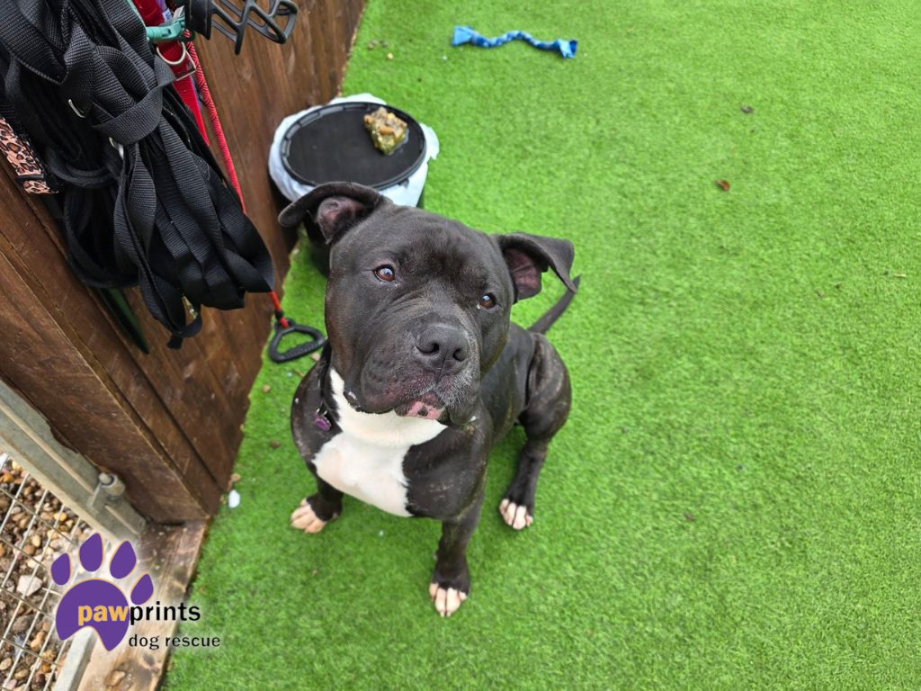 Billy staffie cross looking for his forever home