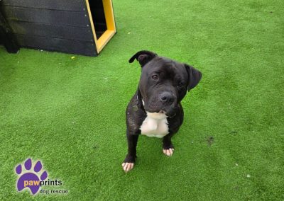 Billy staffie cross looking for his forever home