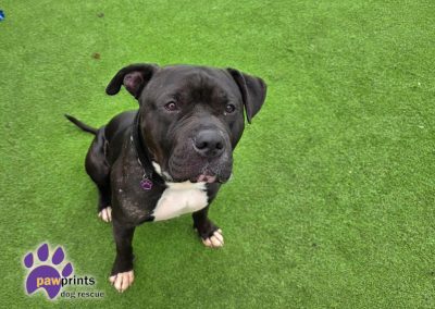 Billy staffie cross looking for his forever home