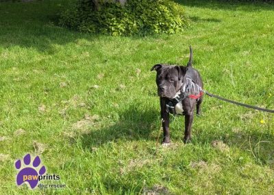 Billy staffie cross looking for his forever home