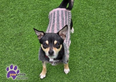 Blossom the chi looking into the camera looking for her forever home