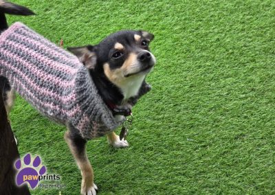 Blossom the chi looking into the camera looking for her forever home