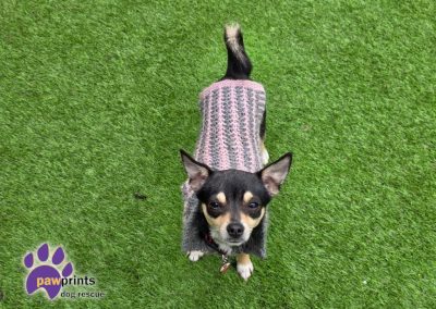 Blossom the chi looking into the camera looking for her forever home