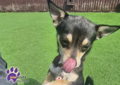 Blossom the chi looking into the camera looking for her forever home
