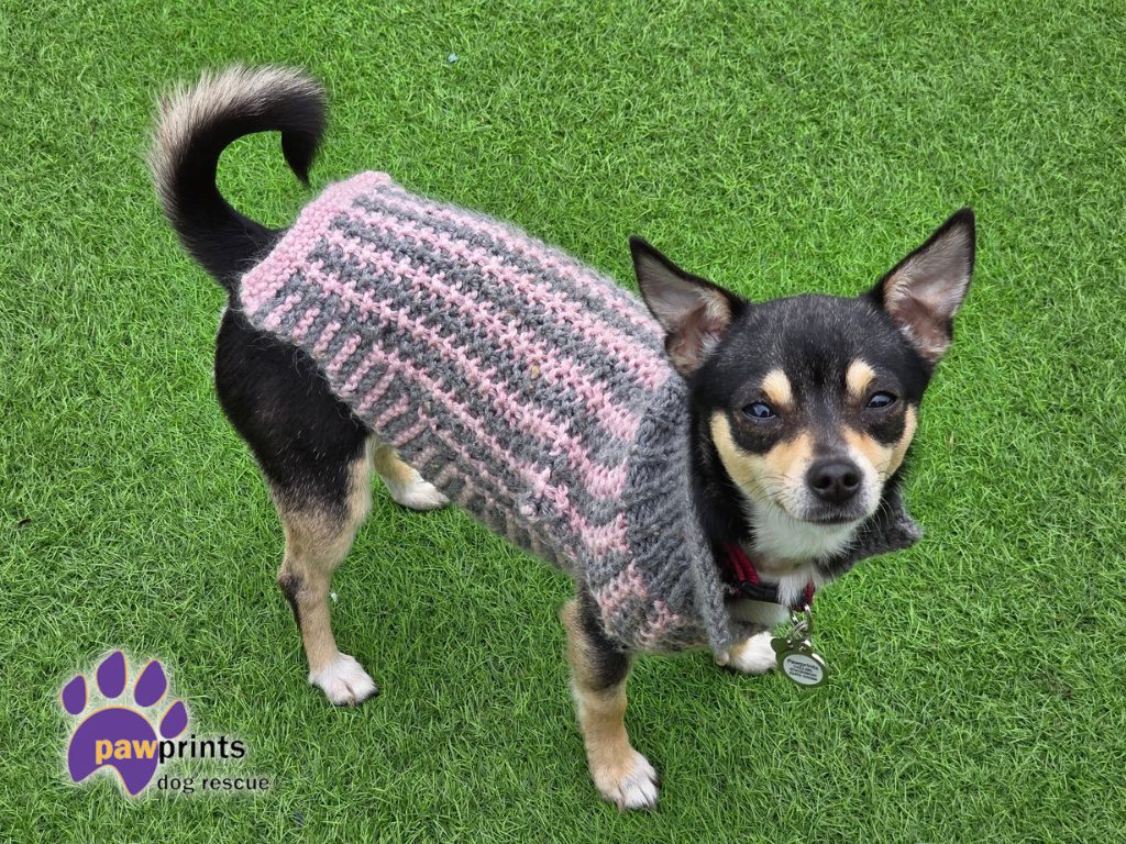 Blossom the chi looking into the camera looking for her forever home
