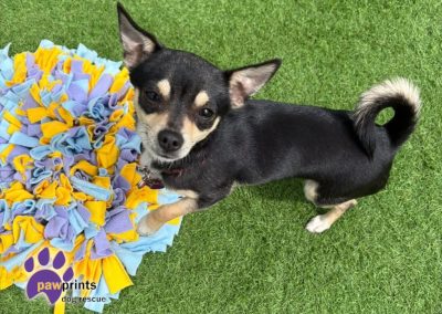 Blossom the chi looking into the camera looking for her forever home