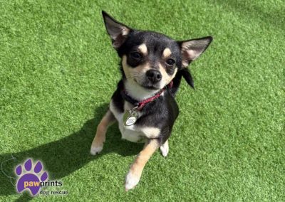 Blossom the chi looking into the camera looking for her forever home