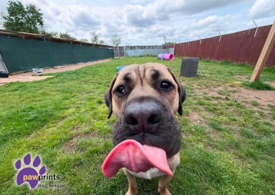 Young dustin the mastiff looks at the camera hoping for his forever home