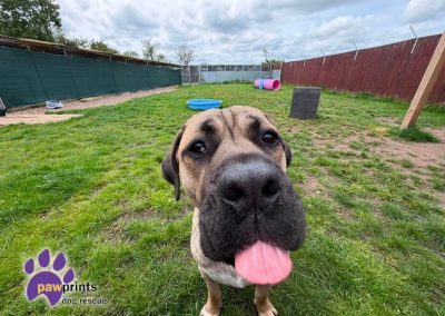 Young dustin the mastiff looks at the camera hoping for his forever home