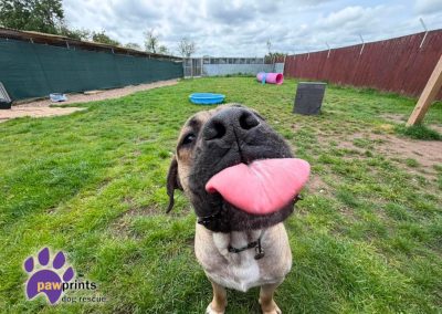 Young dustin the mastiff looks at the camera hoping for his forever home