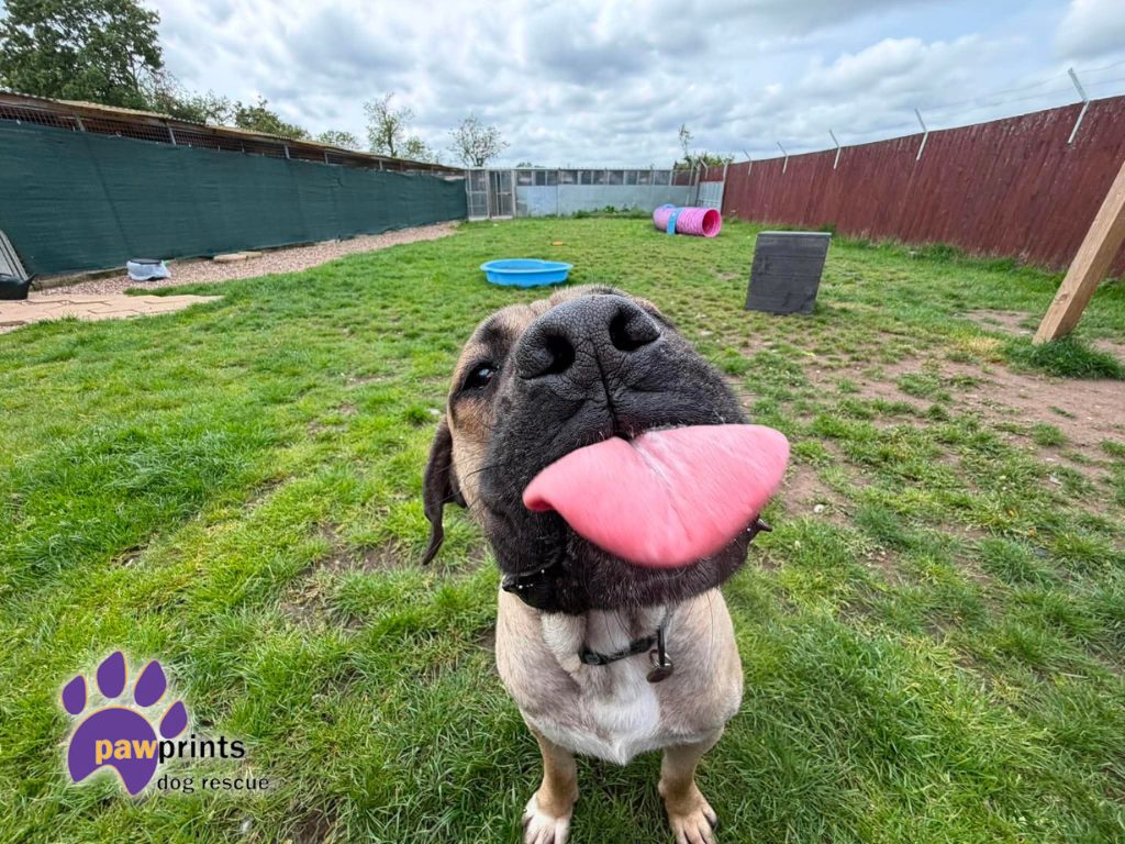 Young dustin the mastiff looks at the camera hoping for his forever home