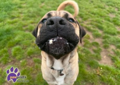 Young dustin the mastiff looks at the camera hoping for his forever home