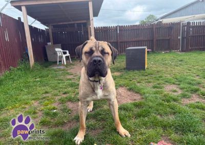 Young dustin the mastiff looks at the camera hoping for his forever home