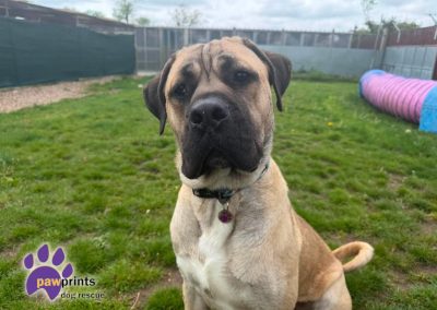 Young dustin the mastiff looks at the camera hoping for his forever home