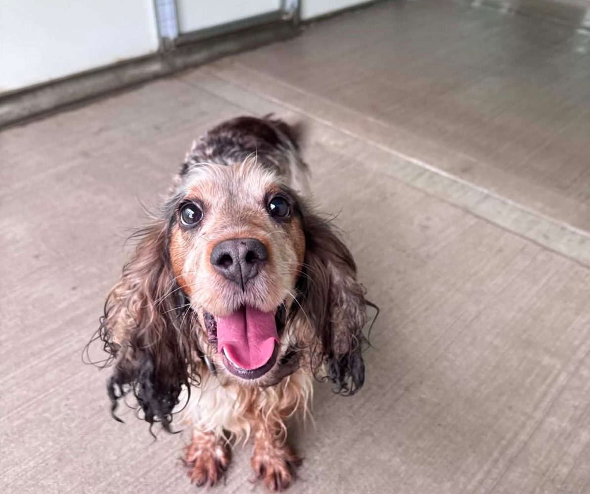 Annie the ginger cockerpoo looking for a home