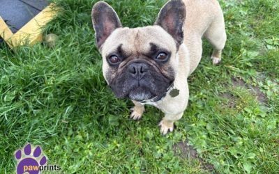 Lil Pete, a 4 years old male French Bulldog available for adoption from Pawprints Dog Rescue in Warwickshire