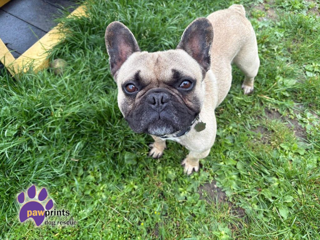Lil Pete French bulldog available for adoption