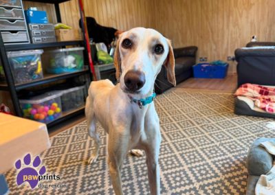 Maverick the blonde long legged lurcher looks at the camera