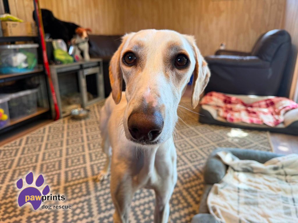 Maverick the blonde long legged lurcher looks at the camera