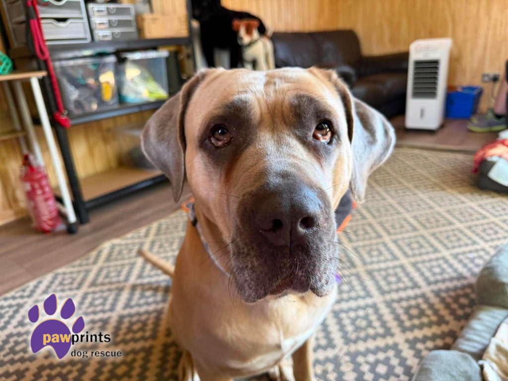 Roxy the cane corso available for adoption