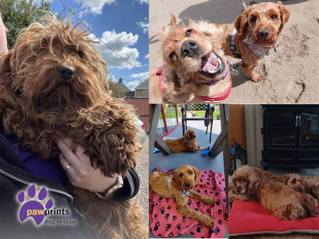 Annie adopted Annie adopted