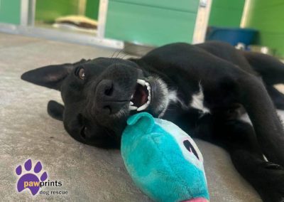 Vienna is a young black patterdale