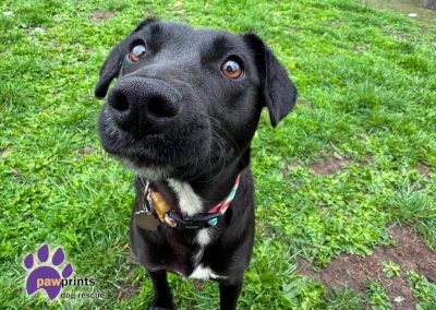Vienna is a young black patterdale