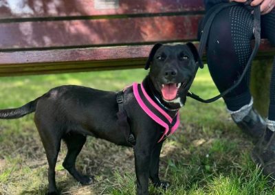 Vienna is a young black patterdale