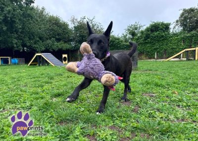 Vienna is a young black patterdale