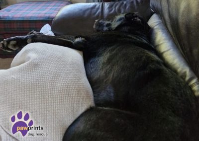 Max the Labrador cross available for adoption