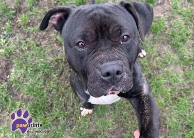 Billy the staffie cross available for adoption at Pawprints Dog Rescue in the Midlands