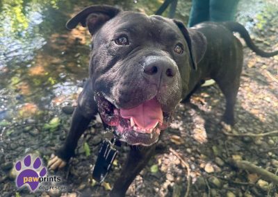 Billy the staffie cross available for adoption at Pawprints in the Midlands
